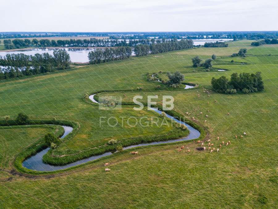 Kühe an der Alten Elde