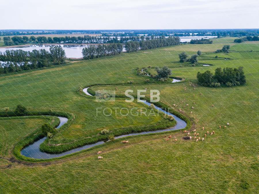 Kühe an der Alten Elde