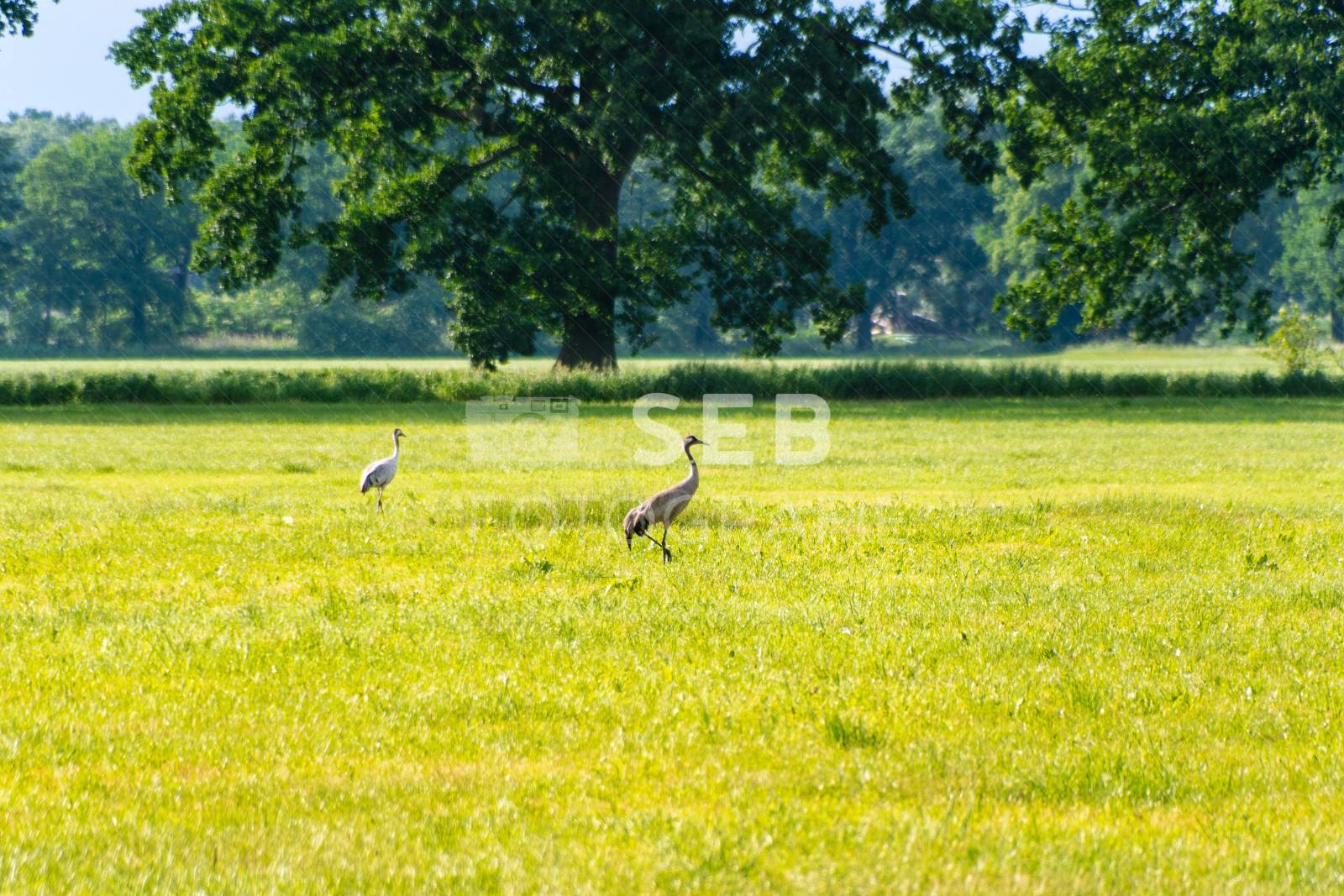 Kraniche in der Lewitz
