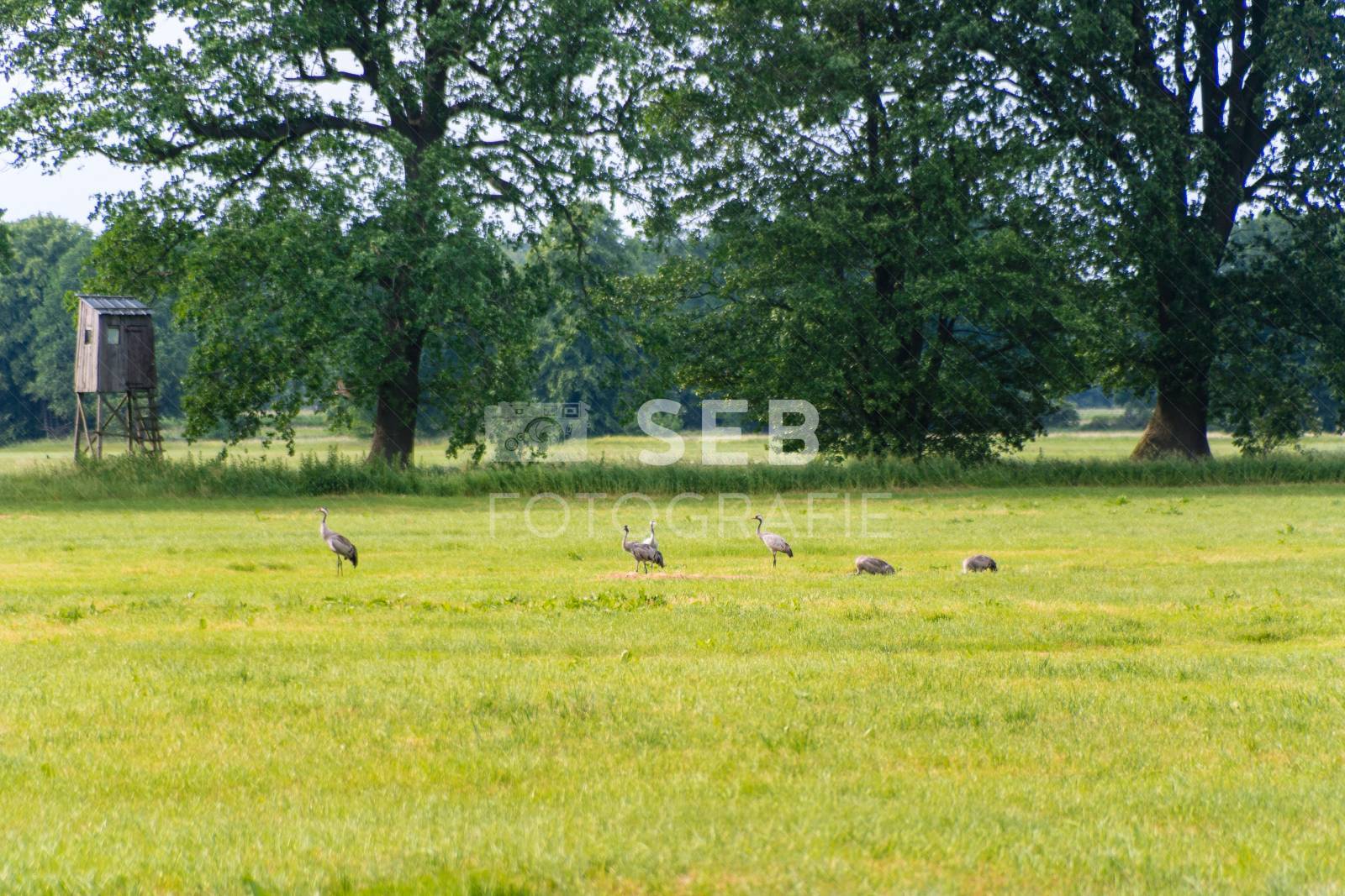 Kraniche in der Lewitz