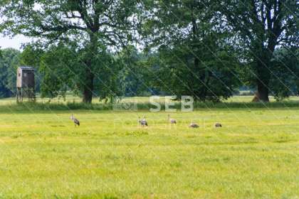 Kraniche in der Lewitz