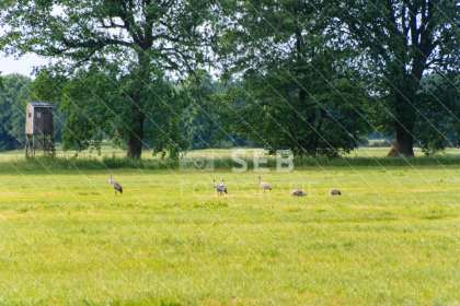 Kraniche in der Lewitz