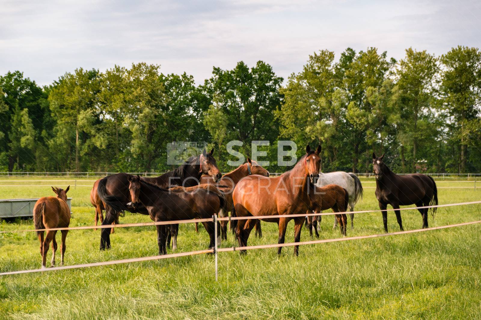 Pferde in der Lewitz