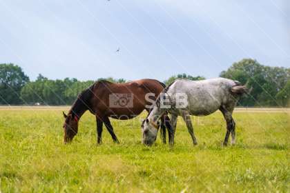 Pferde in der Lewitz