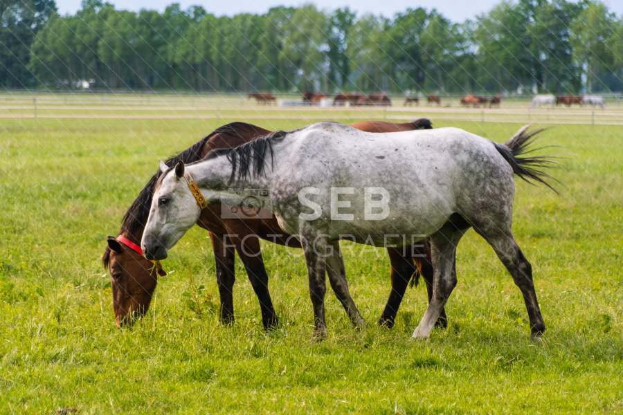 Pferde in der Lewitz