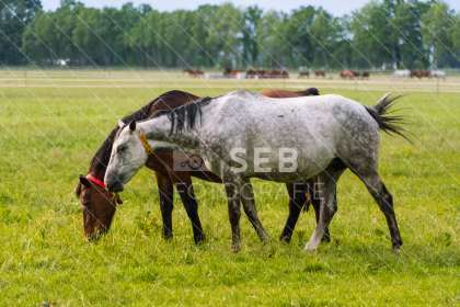 Pferde in der Lewitz