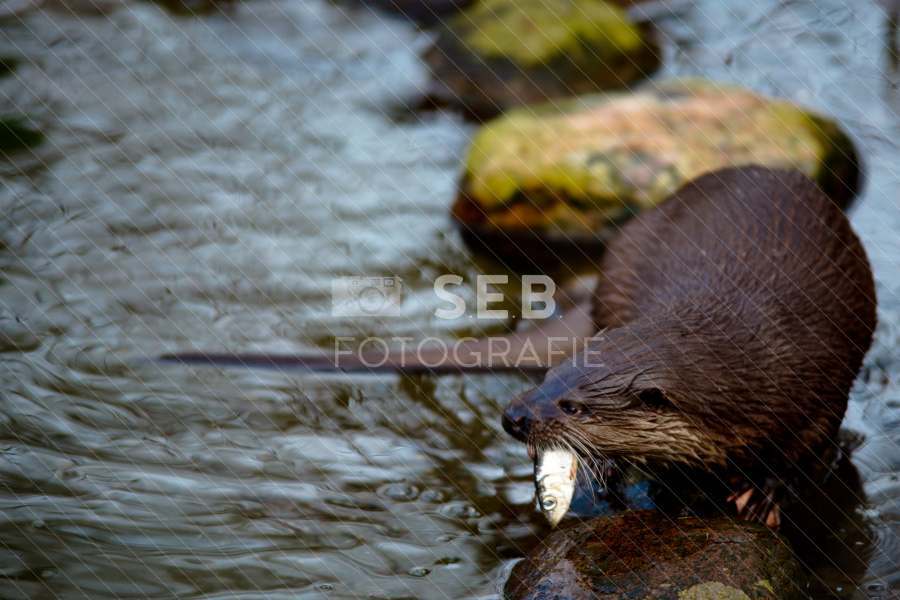 Fischotter