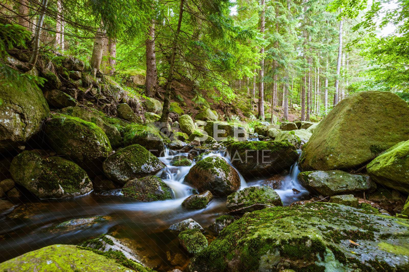 Steinerne Renne bei Wernigerode