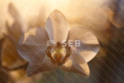 Orchidee