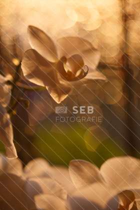 Orchidee