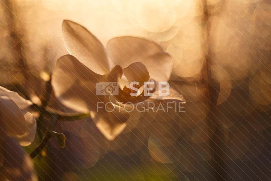 Orchidee