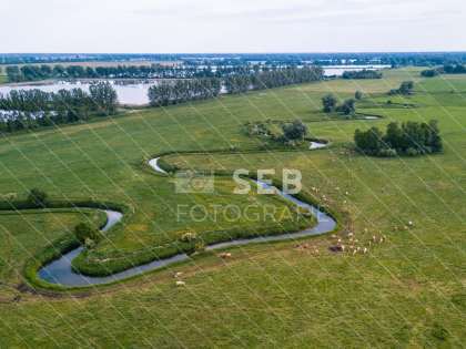 Kühe an der Alten Elde