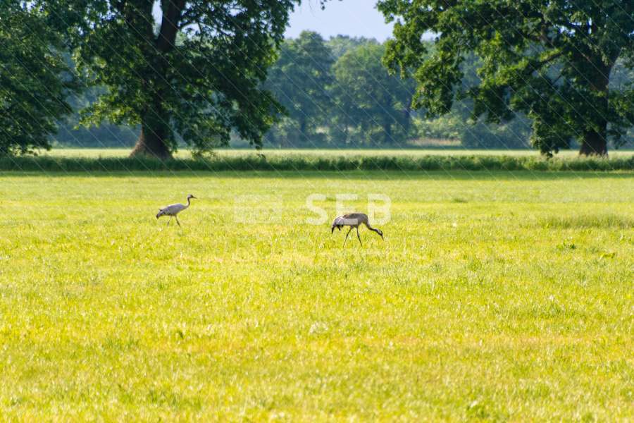Kraniche in der Lewitz