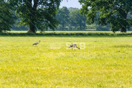 Kraniche in der Lewitz