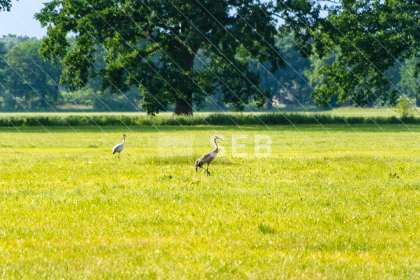 Kraniche in der Lewitz
