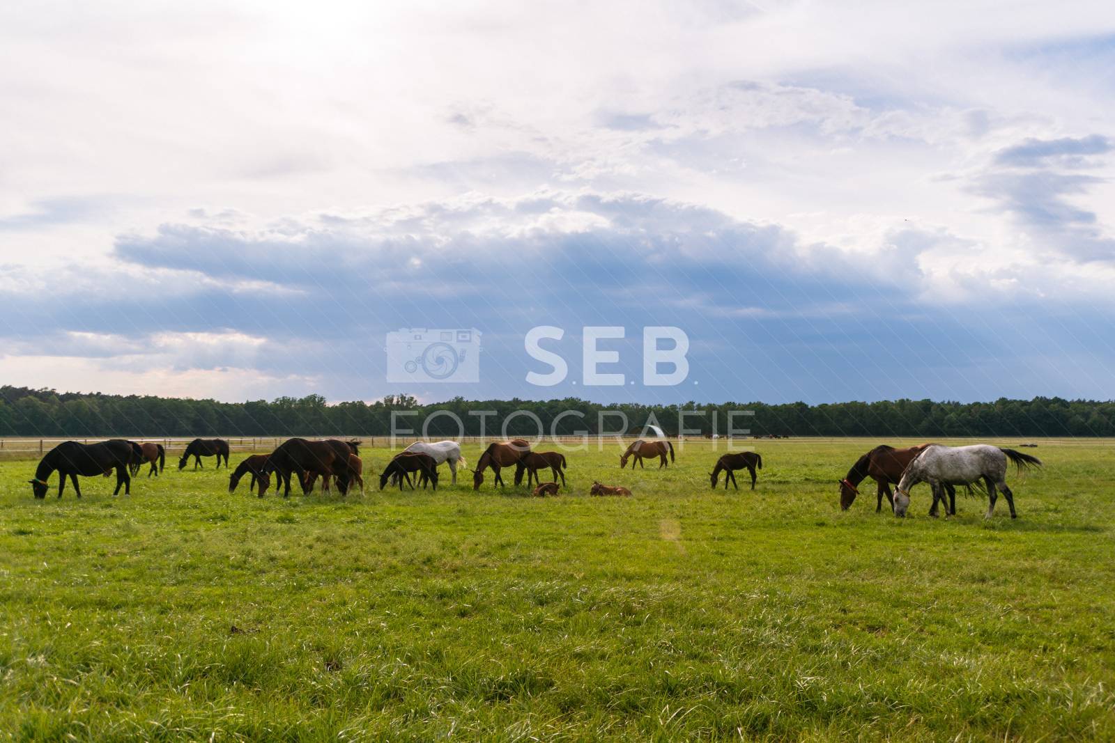 Pferde in der Lewitz