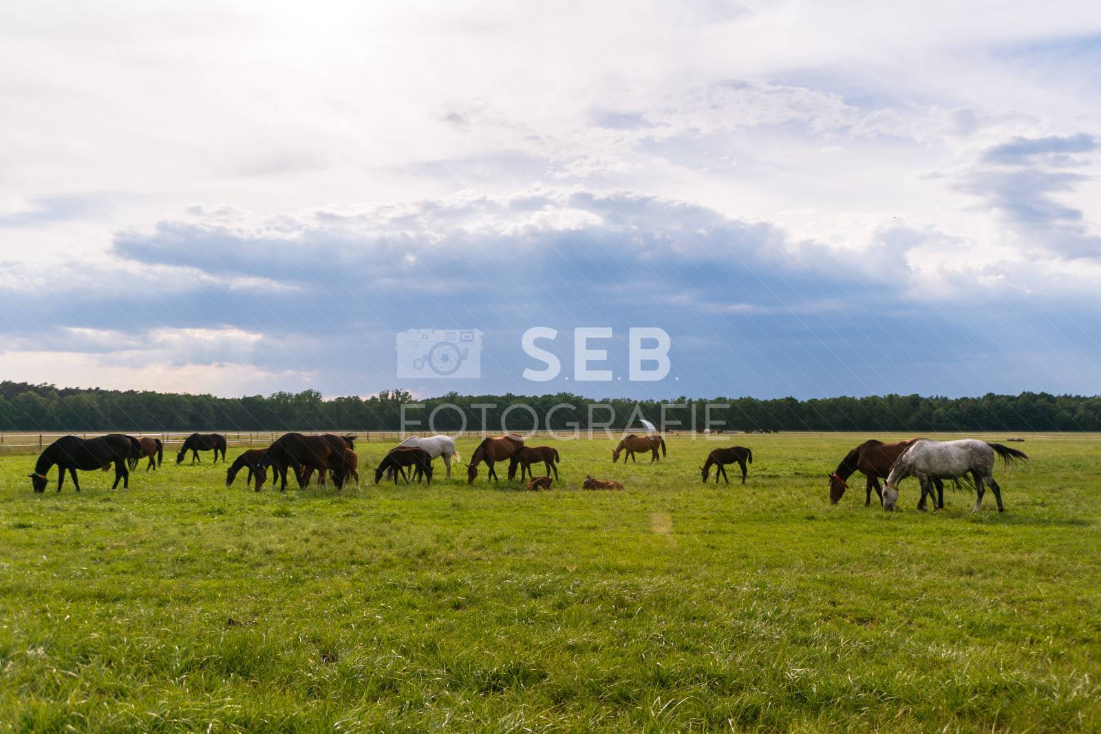 Pferde in der Lewitz