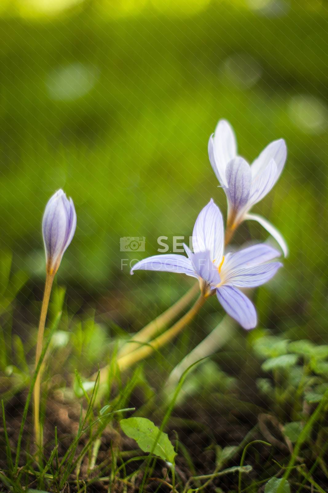 Autumn Crocus in Bloom