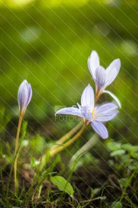 Autumn Crocus in Bloom