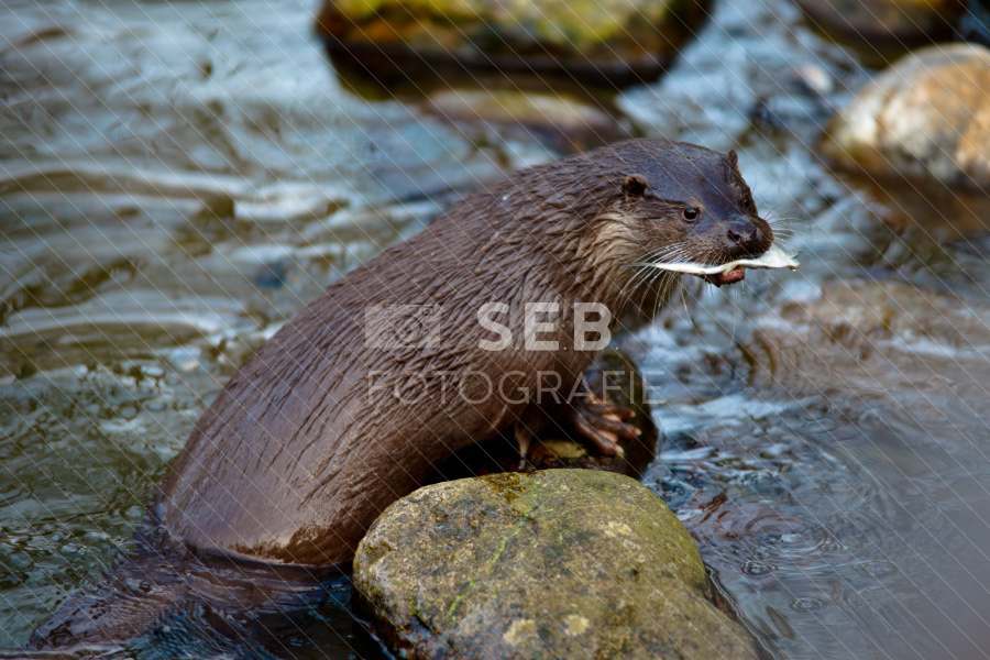 Fischotter