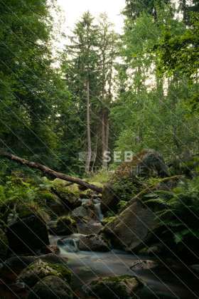 Steinerne Renne bei Wernigerode