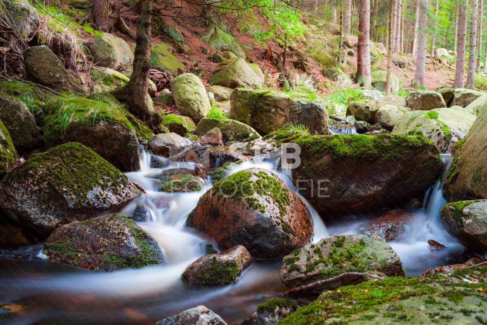 Steinerne Renne bei Wernigerode